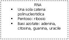 Text Box: RNA
	Una sola catena polinucleotidica
	Pentoso: ribosio
	Basi azotate: adenina, citosina, guanina, uracile
