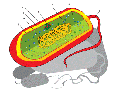 Immagine:Prokaryote cell diagram international.svg
