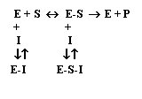 Text Box:  E + S    E-S   E + P
 +               +
  I                I
 ¯            ¯          
E-I          E-S-I
