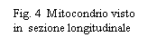 Text Box:  . 4  Mitocondrio visto
 in  sezione longitudinale
