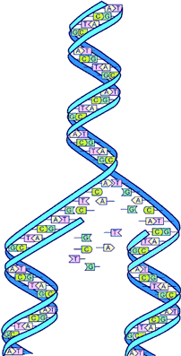 Schema della replicazione del DNA