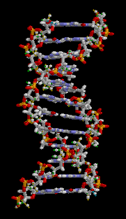 Animazione di un frammento di DNA
