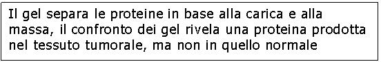 Text Box: Il gel separa le proteine in base alla carica e al<a href=