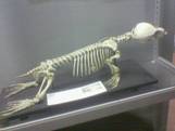 D:Immaginimuseo anatomia ataFoto(408).jpg