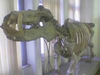 D:Immaginimuseo anatomia ataFoto(428).jpg