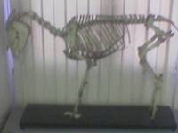 D:Immaginimuseo anatomia ataFoto(424).jpg