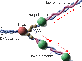 Replicazione del DNA