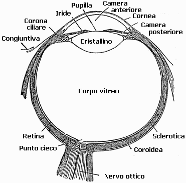 Bulbo oculare umano