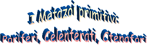 I Metazoi primitivi:
Poriferi, Celenterati, Ctenofori