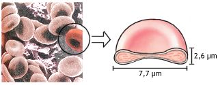 Ingrandimento al microscopio e sezione di un globulo