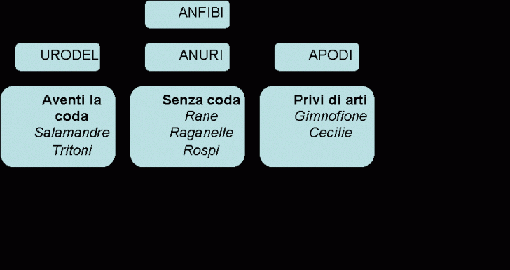 Organization Chart