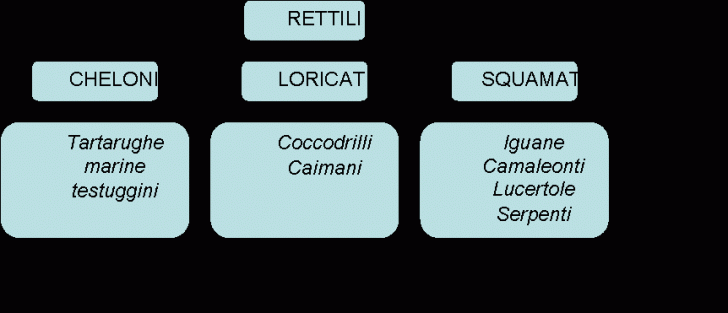 Organization Chart