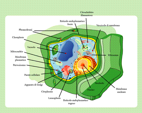 Immagine:t cell structure Italian.png