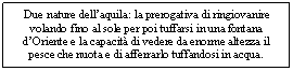 Text Box: Due nature dell'aquila: la prerogativa di ringiovanire volando fino al sole per poi tuffarsi in una fontana d'Oriente e la capacità di vedere da enorme altezza il pesce che nuota e di afferrarlo tuffandosi in acqua.