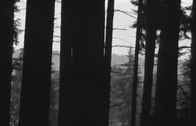 foresta di conifere in Canada