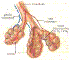 alveoli.gif (24998 bytes)