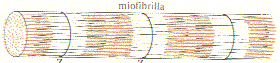 miofib.gif (6580 bytes)