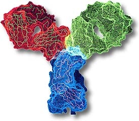 imagine cu anticorpi