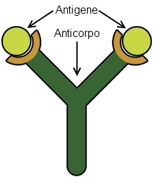 immagini anticorpi