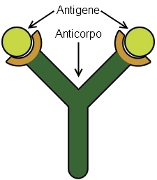 Anticorpi