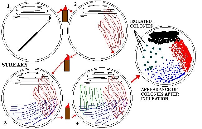 MICROBIOLOGIA - BATTERIOLOGIA