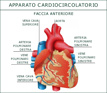 L'APPARATO CARDIO-CIRCOLATORIO - CUORE, POLMONI E CERVELLO