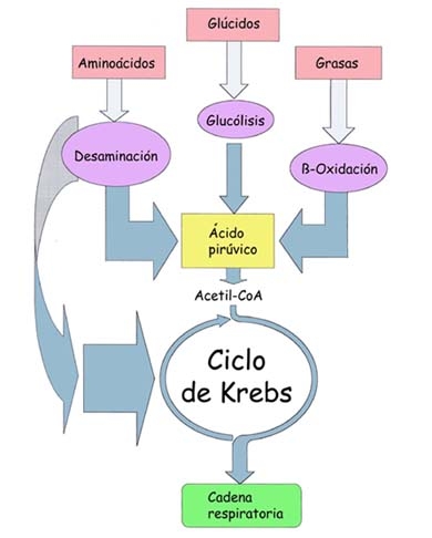 Catabolismo dei lipidi, B ossidazione degli acidi grassi