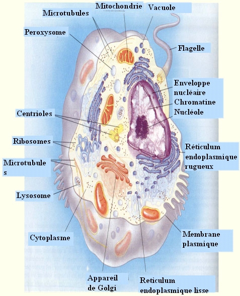 Cellule eucarioti