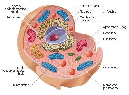 Le cellule - NUCLEO, CITOPLASMA, RIBOSOMI, PARETE CELLULARE, CAPPARATO DI GOLGI, ITOSCHELETRO, APPARATO DI GOLGI