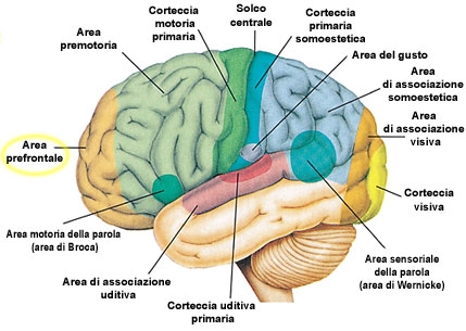 OCCHIO, CERVELLO E VISIONE