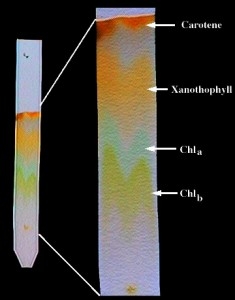 Cromatografia del prezzemolo