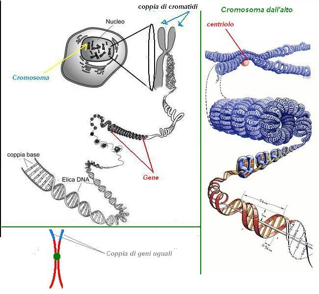 DNA & Cromosomi