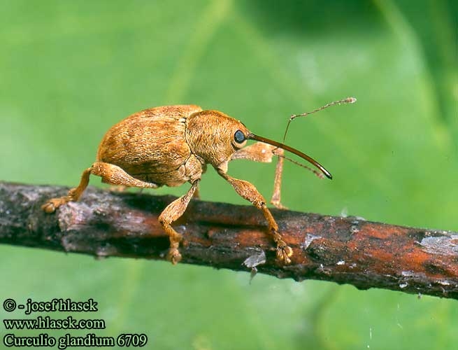 Curculio