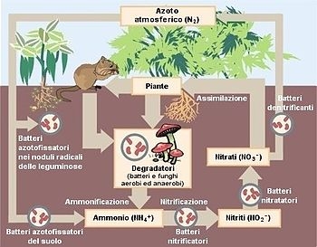 CICLO DELL'AZOTO