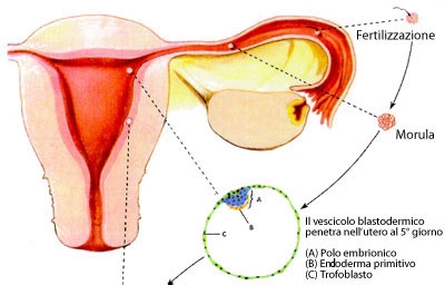 LA FECONDAZIONE ASSISTITA