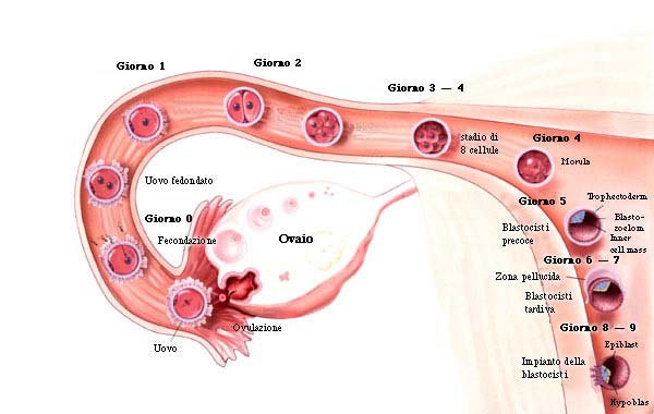 immagini fecondazione
