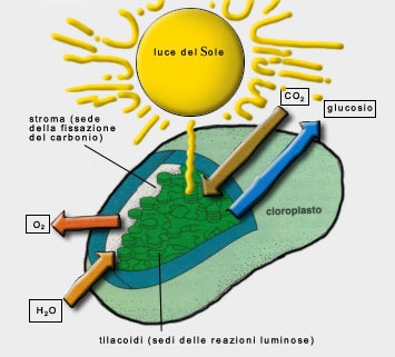 Relazione sulla fotosintesi