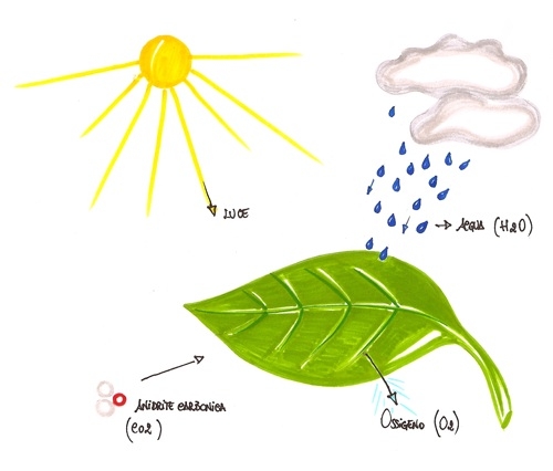 immagini fotosintesi