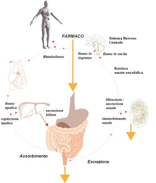 integrazione del metabolismo