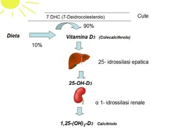 immagini metabolismo