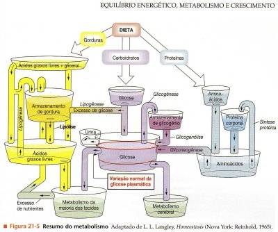 ENERGIA E METABOLISMO