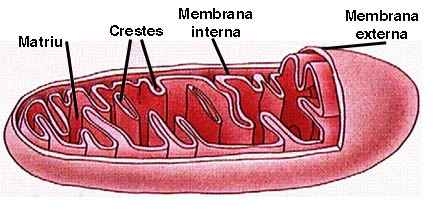 imagine cu mitocondri