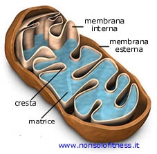 I mitocondri