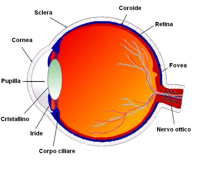 OCCHIO (fotocettore)