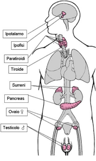 LE VITAMINE, GLI ENZIMI, GLI ORMONI