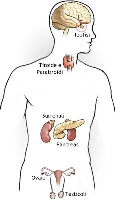 ORMONI E APPARATI ENDOCRINI