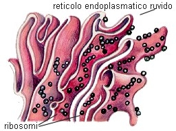 imagine cu ribosomi