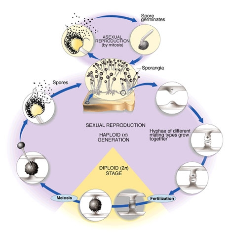 LA RIPRODUZIONE DELLA CELLULA - IL CICLO CELLULARE, LA MITOSI, LA CITODIERESI, LA RIPRODUZIONE SESSUALE, LA MEIOSI