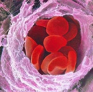 LA COMPOSIZIONE DEL SANGUE - I componenti del sangue, Malattie del sangue, Le Porfirie, Emofilia, Talassemia