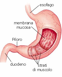 STOMACO - ESTENSIONE della MUCOSA GASTRICA, CELLULE OSSINTICHE (HCl), CELLULE A ZIMOGENO, STIMOLAZIONE della SECREZIONE GASTRICA